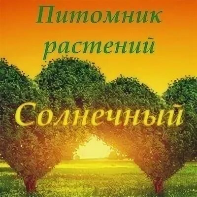 Питомник растений Солнечный. Питомник растений Солнечный Волгоградская. Питомник растений Солнечный Волгоград Пичуга каталог. Питомники солнца.