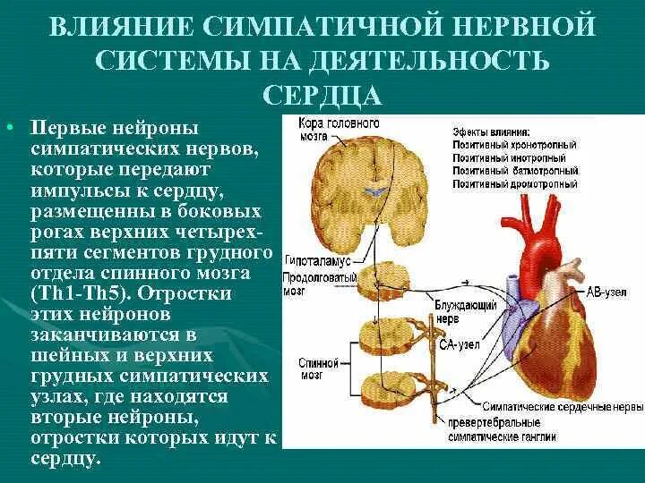 Симпатическая нервная система сердце. Влияние симпатических нервов на сердце. Влияние нервной системы на сердце. Влияние симпатической системы на сердце.