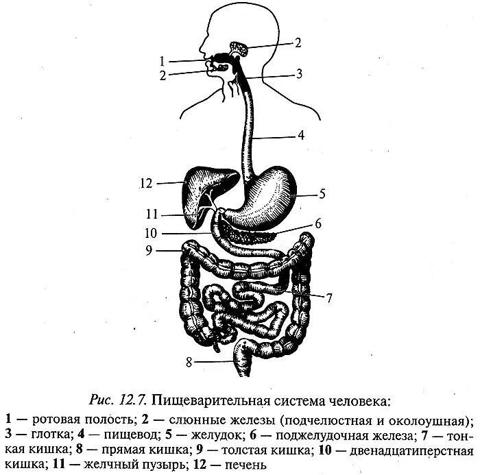 Пищеварительная система человека схема ЕГЭ. Строение пищеварительной системы человека схема ЕГЭ. Система органов пищеварения пищеварительный канал рис 91. Пищеварительная система человека ЕГЭ биология. Пищеварительная система полости рта