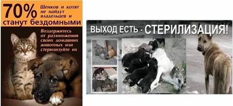 Реальные истории из жизни собак