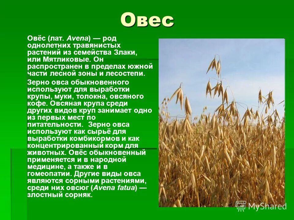 тема презентации сельскохозяйственные растения. проект на тему сельскохозяйственные растения. проект на тему сельскохозяйственные растения. полеводство зерновые культуры. зерновые растения.