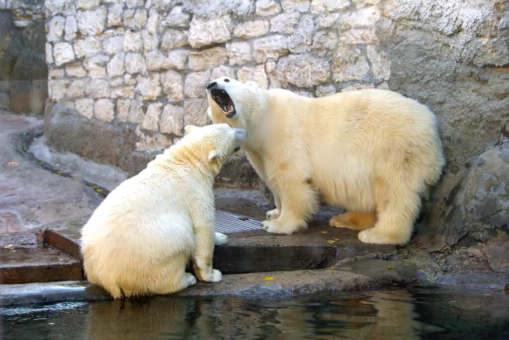 Со скольки зоопарк. Московский зоопарк Moscow Zoo. Зоосад Московского зоопарка. Московский зоопарк Москва животные. Московский зоопарк посетители.