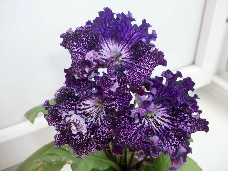 стрептокарпус ds dimetris. стрептокарпусы дс. стрептокарпус дс 782. стрептокарпус дс. стрептокарпусы дс.