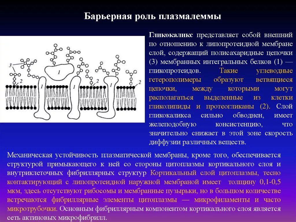 Барьерный элемент. Биологической мембраны гликокаликс. Гликокаликс плазмалемма. Функция гликокаликса наружной мембраны клетки. Клеточная мембрана гликокаликс.