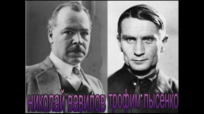Эксперименты лысенко. Сталин вавилов и лысенко. лысенко против вавилова.
