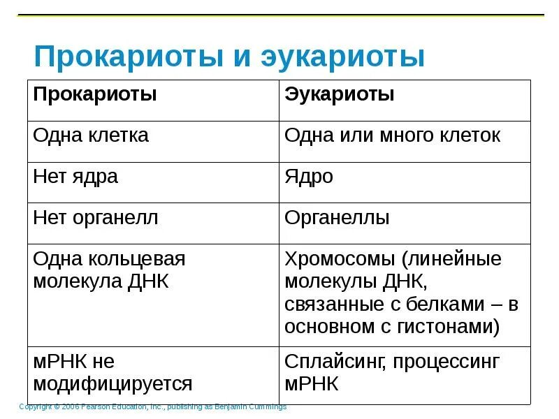 Клетки прокариот отличаются