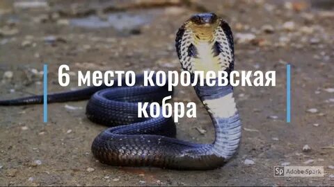 Большая ядовитая змея 3