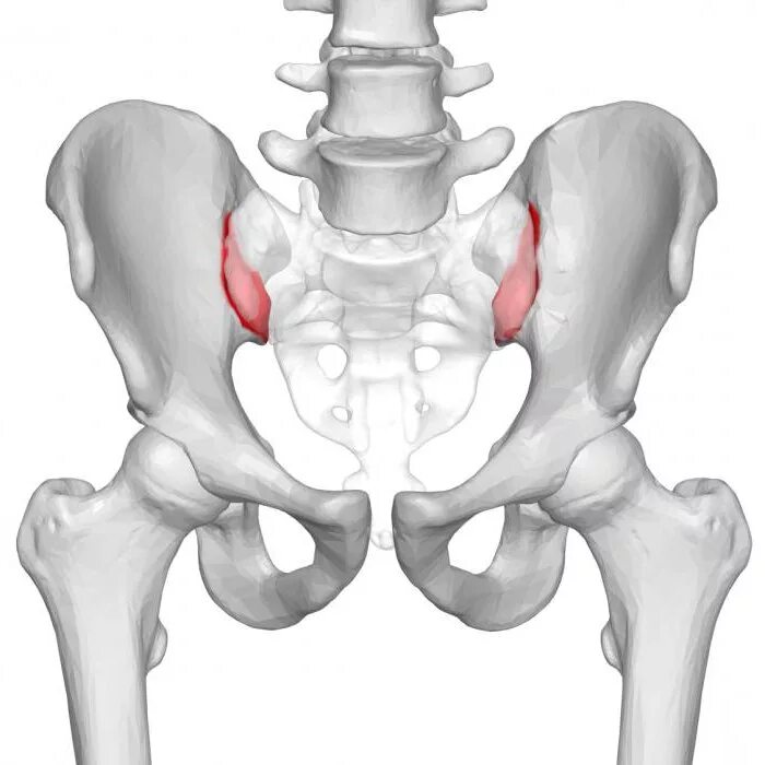 Подвздошной кости 2. Asis anterior iliac Spine.. Лобковая кость анатомия на скелете. Кости таза анатомия подвздошная кость. Тазовая кость подвздошная кость.