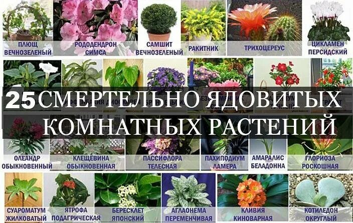 Комнатные растения названия. Домашние цветы названия. Ядовитые комнатные растения. Ядовитые комнатные рас.