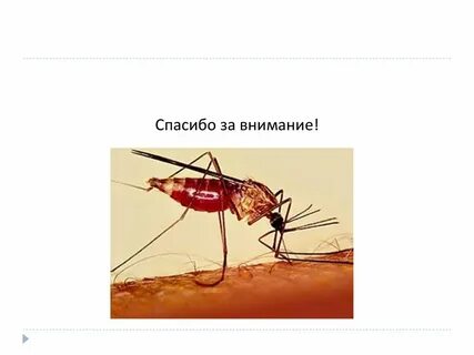 Малярийный комар кусается или нет