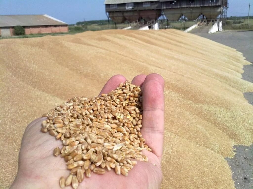 Реализуем зерно. Пшеница ячмень отруби. Пшеница зерно. Куча зерна. Зерновой ворох.