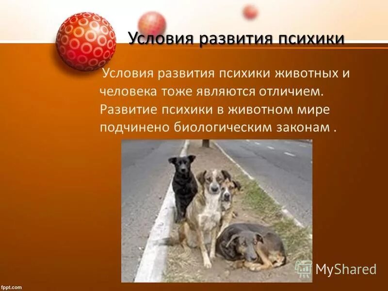 Психика высших животных. Психика животных и человека. психика человека и животного. различия психики животных и человека презентация. развитие психики человека и животных.