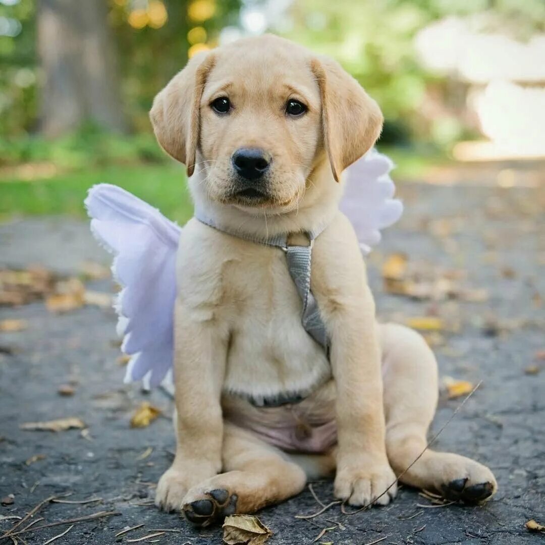 Добрый лабр. Порода собак лабрадор. Лабрадор ретривер щенок. Добрый лабр. Лабрадор ретривер старый.