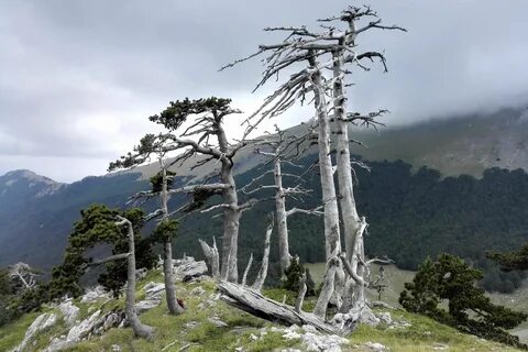 Old trees