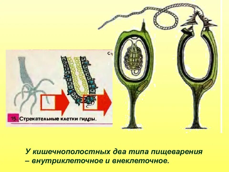 Стрекательные клетки кишечнополостных выполняют функцию. Стрекательные клетки кишечнополостных. стрекательные клетки гидры. тип кишечнополостные. стрекательная клетка гидры рисунок.