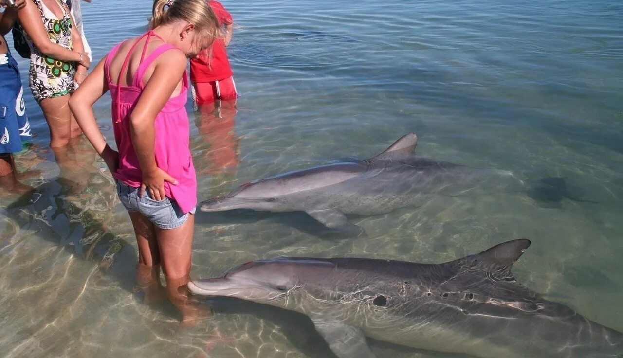 Есть ли дельфин людей. Дельфины в Витязево. Крымские дельфины. Дельфины черного моря. Пляж Дельфин.