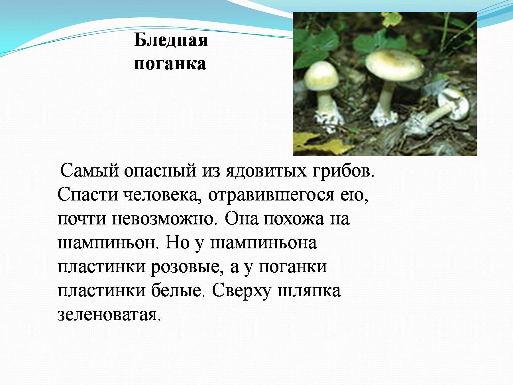 Подготовить сообщение о любых ядовитых грибах. Опасный гриб бледная поганка. Опасные грибы поганка. Бледная поганка гриб сообщение 3 класс. Ядовитые грибы доклад.