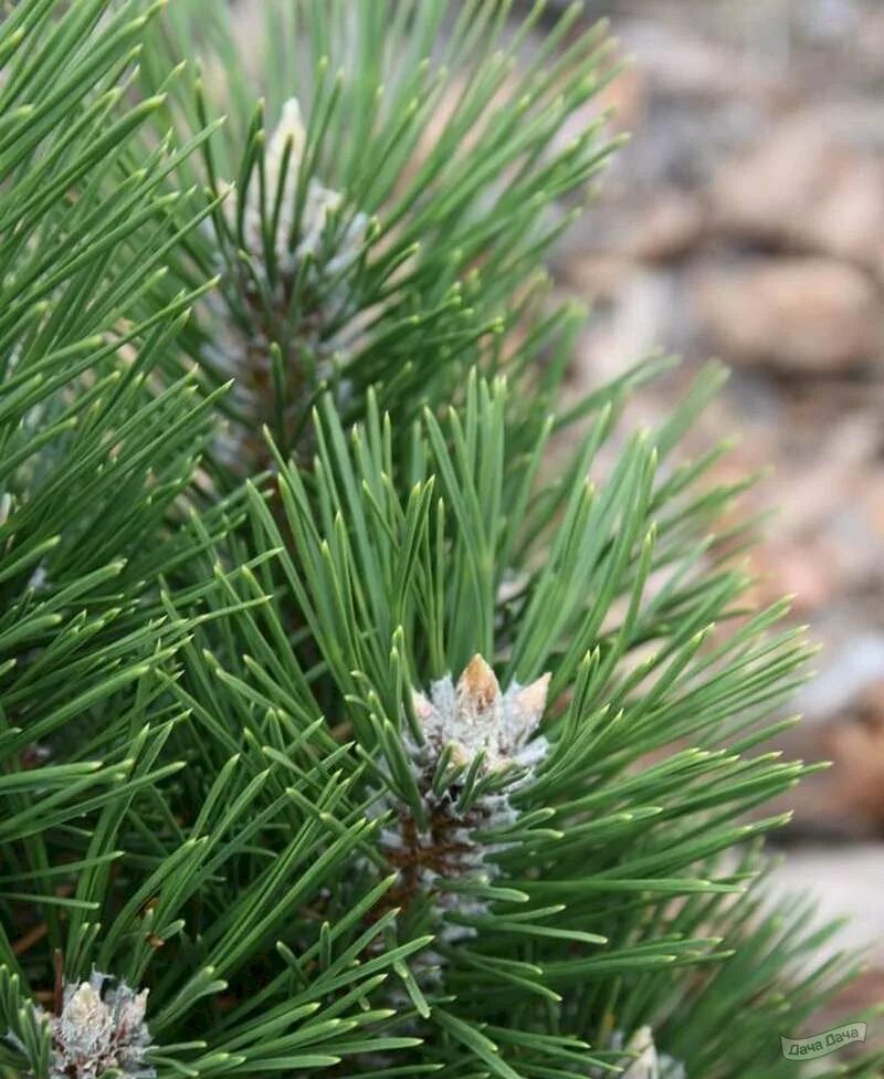 Сосна нигра описание. Сосна Pinus nigra. Пинус Нигра. Pinus nigra Frank.