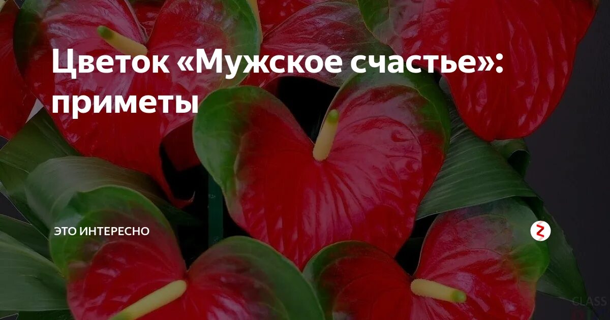 Спатифиллум мужское счастье приметы. Антуриум цветок мужское счастье приметы. Антуриум мужское счастье. Мужское и женское счастье цветок приметы. Антуриум мужское счастье приметы.