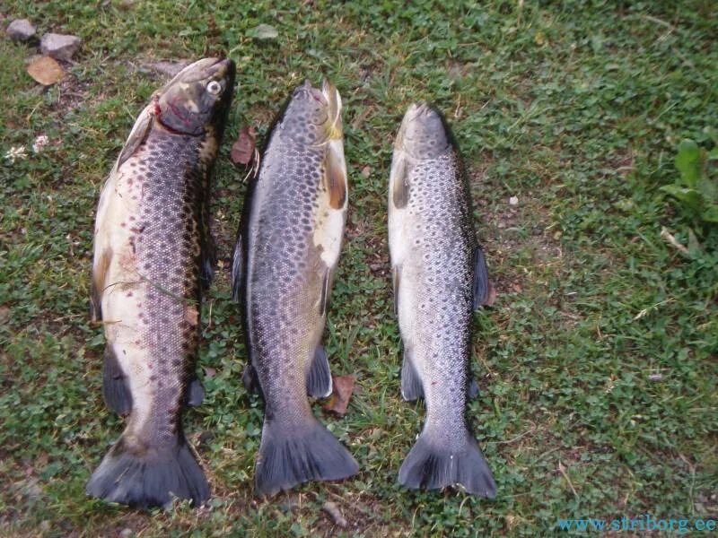 Лососевая рыба сканворд 5. Форель кунджа. Рыба кумжа или кунджа. Кунджа лососевая рыба. Рыба кунджа самка и самец.