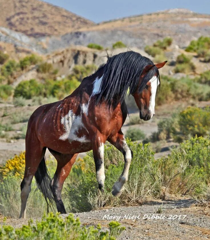 Крапчатый мустанг. Mustang horse. Лошадь породы мустанг. Дикие лошади породы мустанг. Mustang horse.