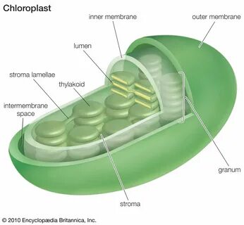 "Схема строения хлоропласта" .