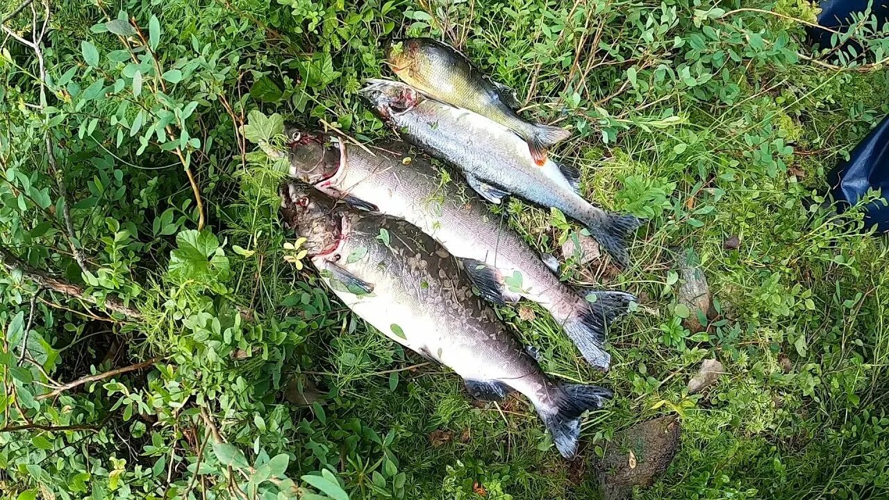 Горбуша на кольском полуострове. Горбуша кольский. Ход горбуши на кольском. Умба рыбалка на горбушу 2021. Горбуша кольский.