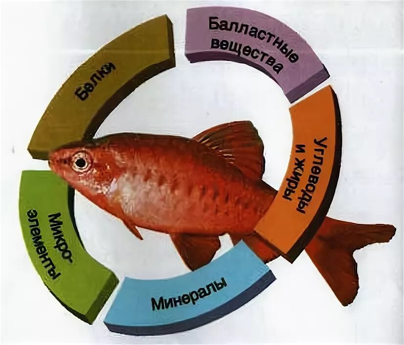 Omega 3 рыбы. рыба жирных сортов названия. витамины в виде рыбок. салмон рыба. форель омега 3.