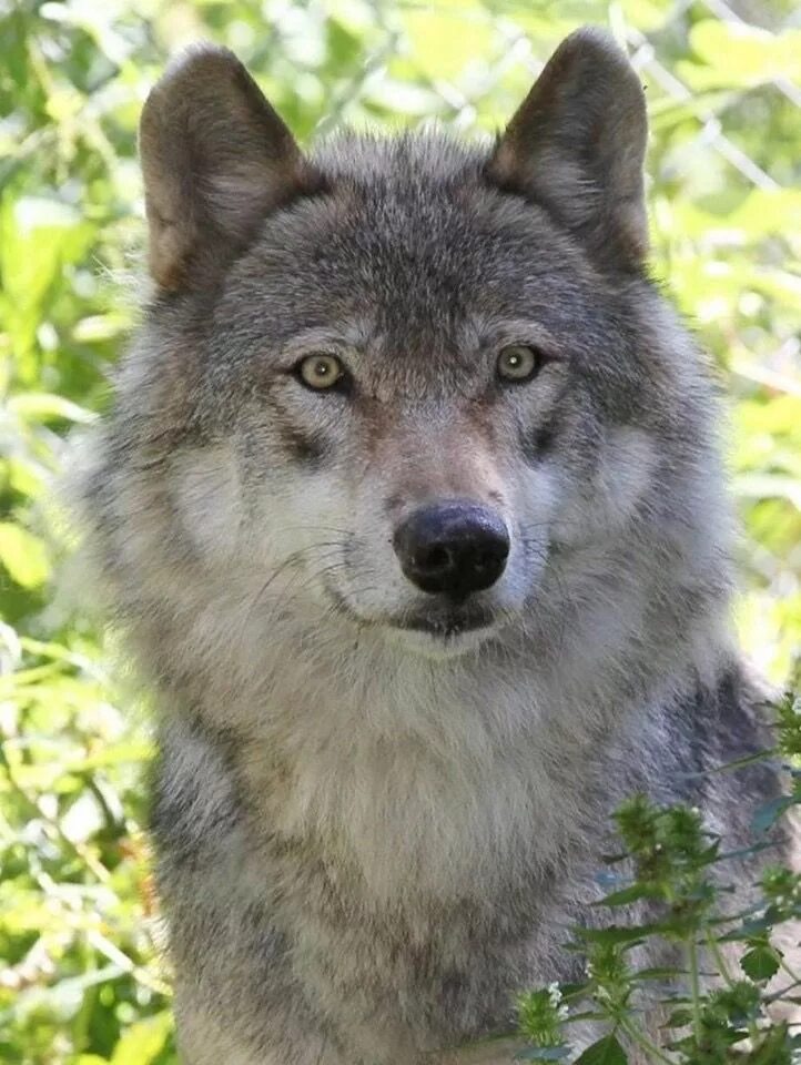 day dreamer Beautiful wolves, Animals, Wolf