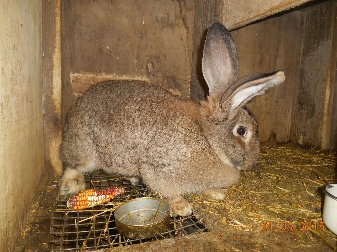 Купить кролика серого. Серый великан кролик. Кролик Фландр бельгийский великан черный. Серый великан порода кроликов. Кролик серый великан крольчата.