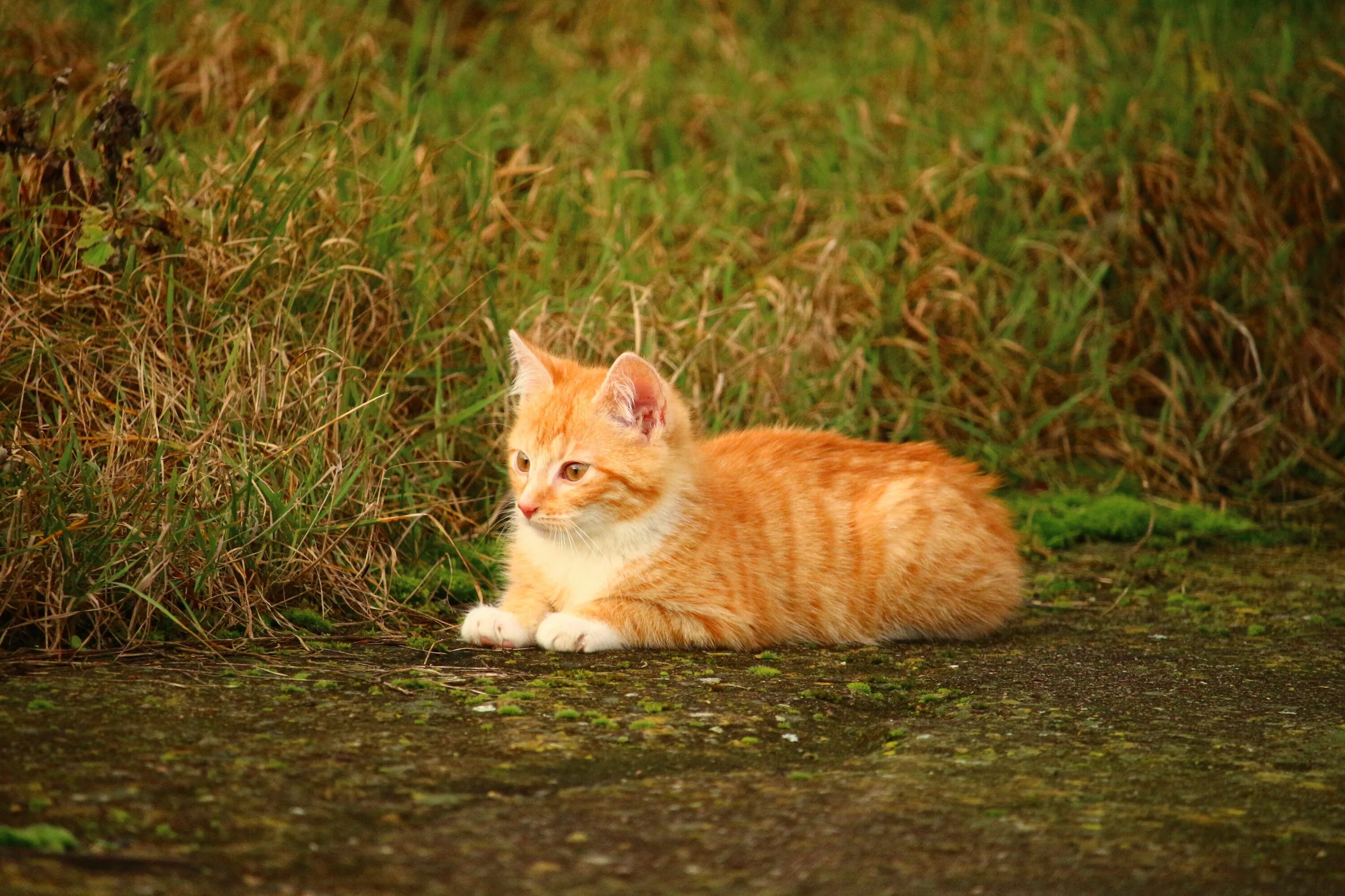 Что такое рыжий кот. Рыжие коты. рыжий котёнок. огненно рыжие котята. рыжие беспородные коты.