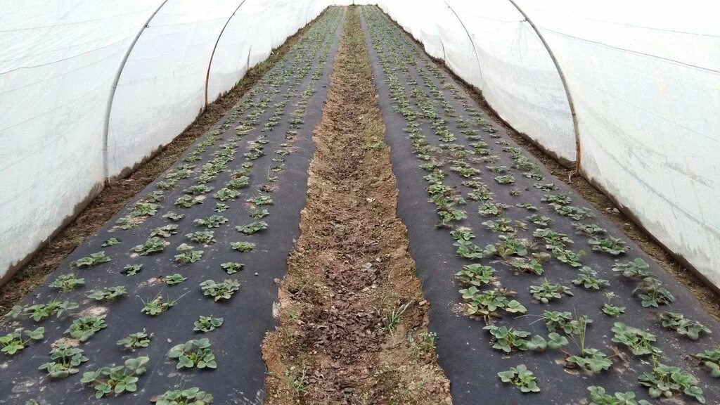 Мульчирование почвы спанбондом