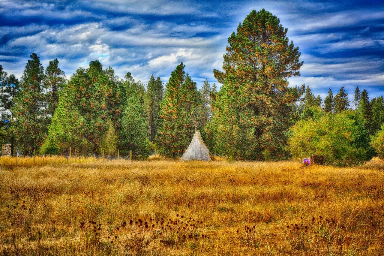 Свободный лес. Штат Вашингтон. Россия фото страны природа. Washington State.