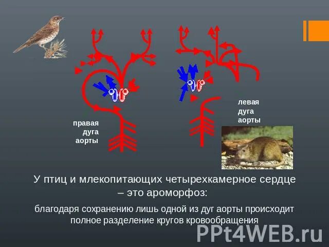 Примеры ароморфоза у птиц. Ароморфозы птиц. Сердце птиц и млекопитающих. Дуги аорты у птиц и млекопитающих. Дуги аорты левая правая птицы млекопитающие.