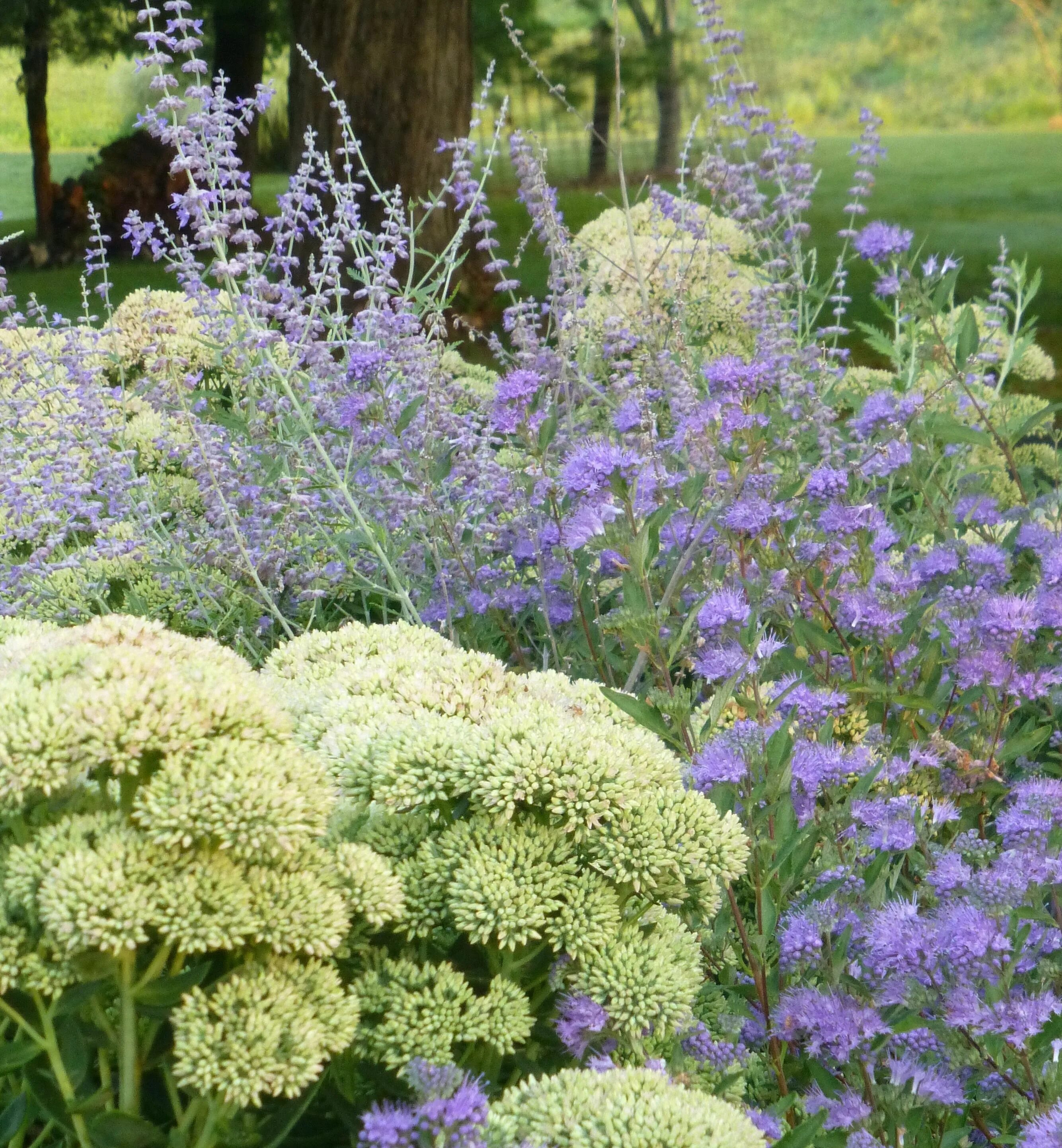 Russian plants. Котовник и седум. Многолетники колокольчик Буддлея мискантус голубая. Седум и герань.