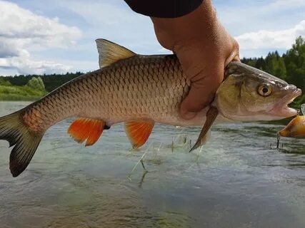 Водится в москва реке