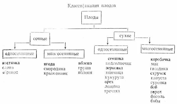 Вопрос.ру - "сделать схему классификации плодов"