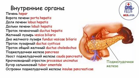 Воспаление печени на латинском