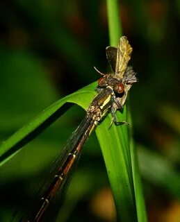 Дикие насекомые 1 класс