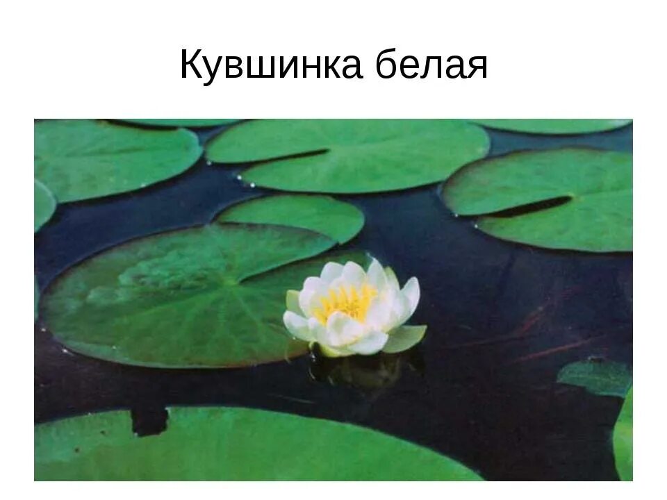 Кувшинка это водоросль. Ромашка симметрия цветка. На клумбе выросли кувшинки или ромашки. На клумбе выросли кувшинки или ромашки. Купава кувшинка.