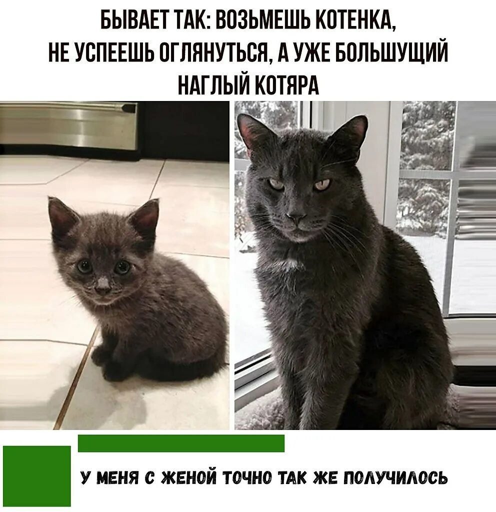 Кошка муж кошка жена. Мемы с кошками. Подобрали кота. Мемы с котятами. Кот наглый и толстый шутки.