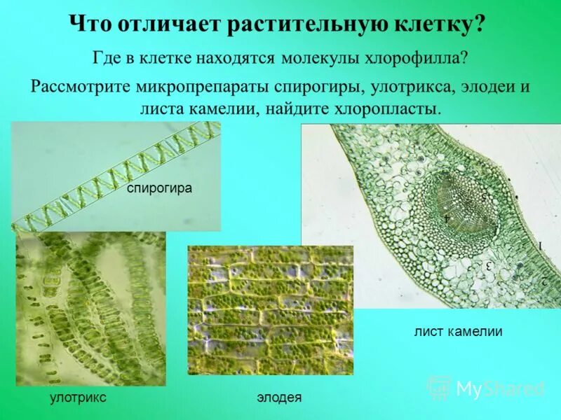 Особенности внутреннего строения элодеи. Микропрепарат клеток листа камелии. Срез листа элодеи. Лист камелии микропрепарат. Микропрепарат листа элодеи.