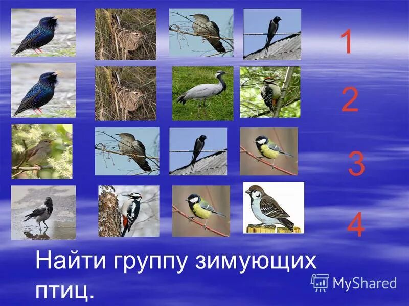 Зимуют группами. Перелетные и зимующие птицы Хакасии. Зимовать группами значит зимовать всем.