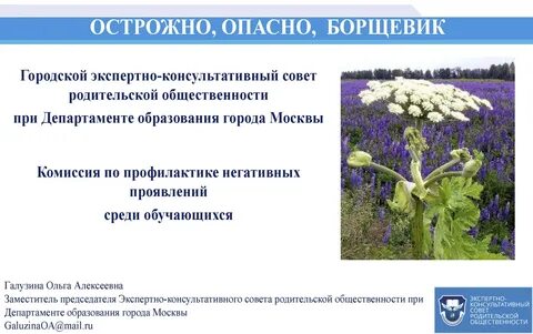 Описание борщевика