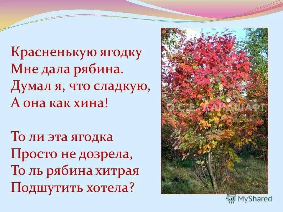 Рябина живет столько же сколько. Рябина Токмакова стихотворение. Стихотворение про рябину. Стихотворение Рябинка.