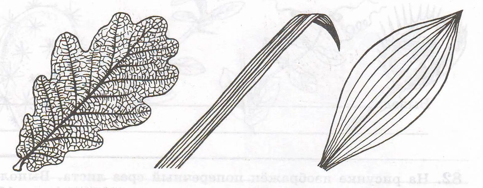 Лист жилка корень. Жилкование листьев 6 класс биология. Строение листа Тип жилкования. Жилкование листа 6 класс биология. Типы жилкования листа без подписей.
