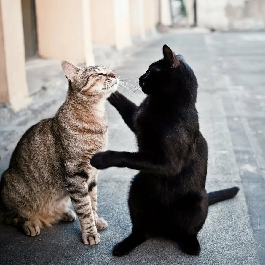 Два кота. Кошки любовь. Котики обнимаются. Коты вместе. Как подружить кошек между собой