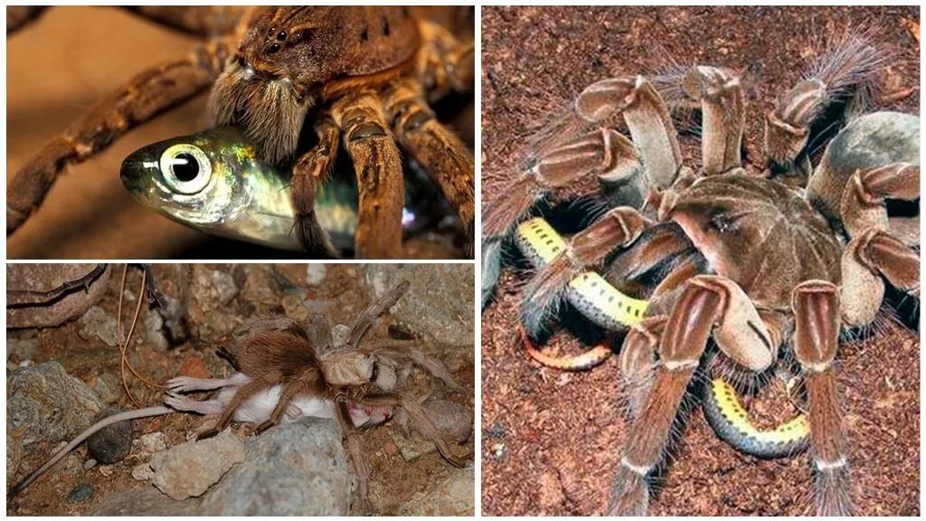 птицы которые едят пауков. тарантул ест птицу. паук ест птицу. птицеед голиаф. паук птицеед ест птицу.