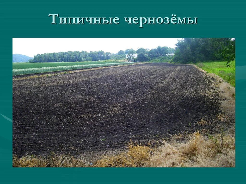 Почвенные горизонты черноземов обыкновенных. Профиль типичного чернозема почвы. Почвенный профиль чернозема типичного. Чернозем состав почвенного профиля. Плодородная земля.