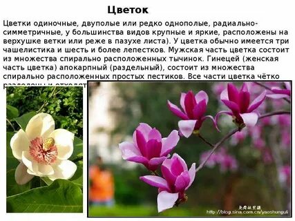 Магнолиевые не самая примитивная группа растений